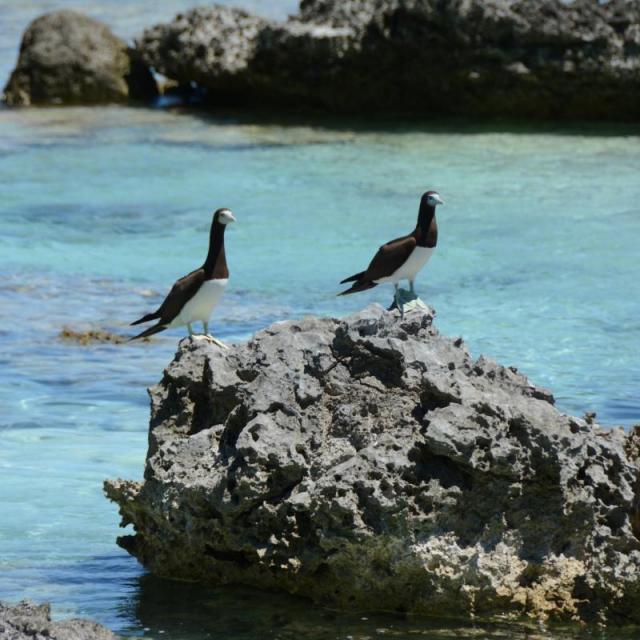 Fous Bruns à Tetiaroa