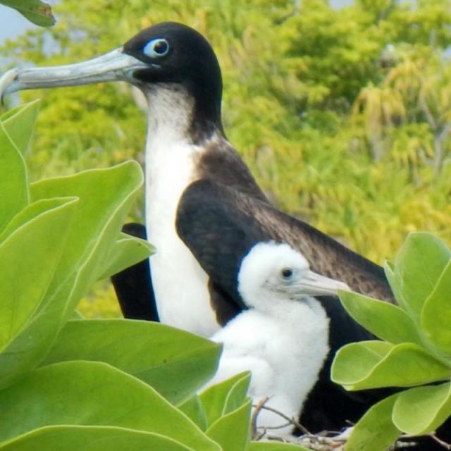 Frégates Du Pacifique à Tetiaroa