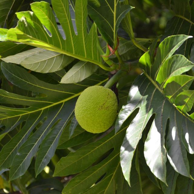 Fruit De L'arbre à Pain © Tahiti Tourisme