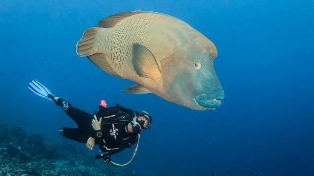 Majestic Napoleon Fish