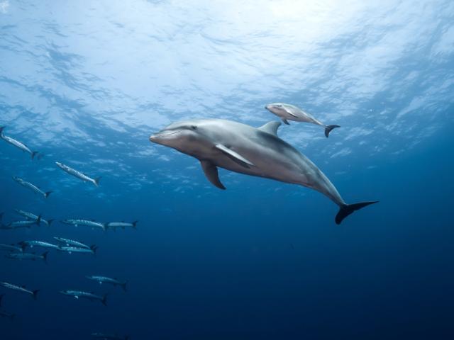 Mother and Baby Dolphin