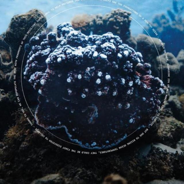 Montipora Grisea © Coral Gardeners