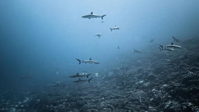 Wall of Sharks in Fakarava