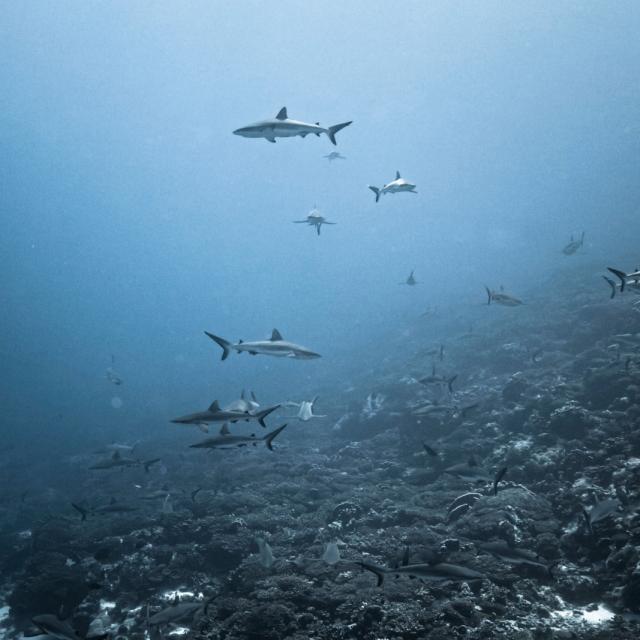 Mur De Requin De Fakarava - © Alexandre Voyer (2)