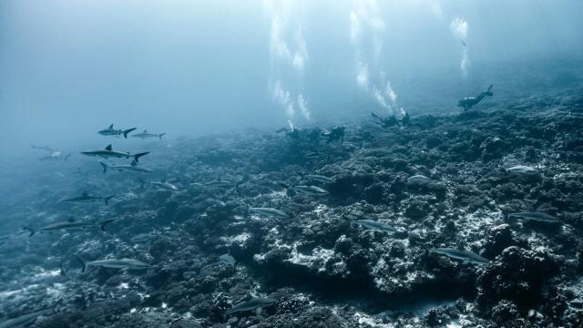 Wall of Sharks in Fakarava