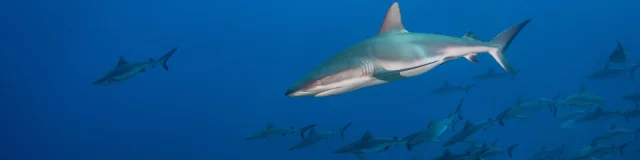 Wall of sharks in Fakarava - Tahiti Tourisme