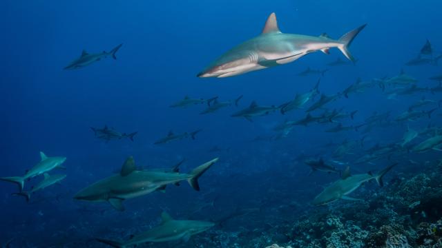 Mur De Requin De Fakarava - © Marie Charlotte Ropert