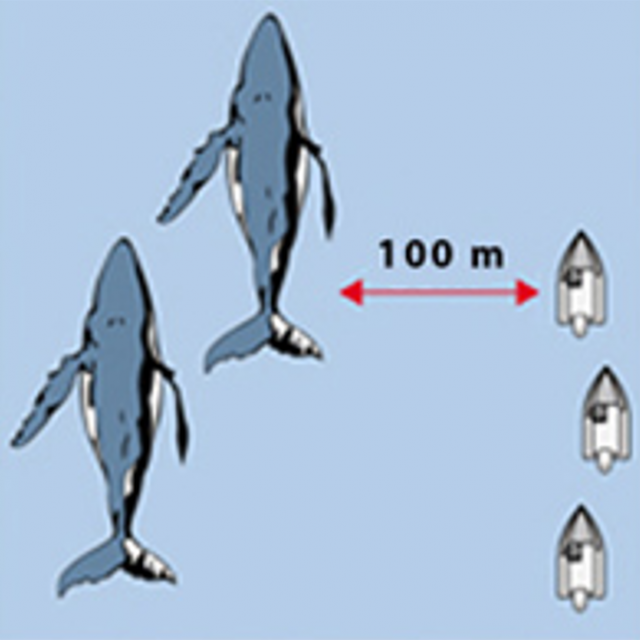 N'encerclez Pas Les Baleines, Regroupez Vous Sur Le Côté. Règle D'approche Des Baleines à Tahiti Et Ses Îles Tahiti Tourisme