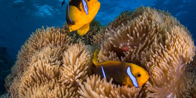 Poissons clown dans une anémone - Tahiti Tourisme