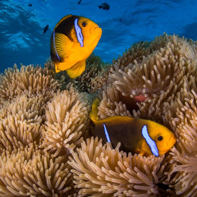 Poissons clown dans une anémone - Tahiti Tourisme