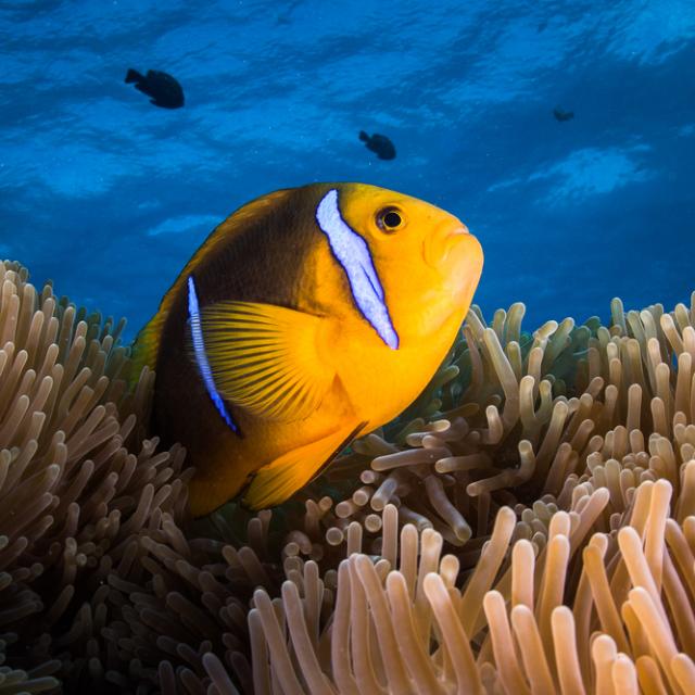 Poisson Clown De Profil © Grégory Lecoeur