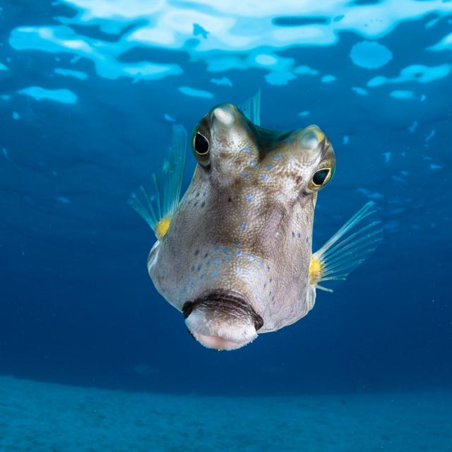 Poisson Vache à Longues Cornes © Grégory Lecoeur