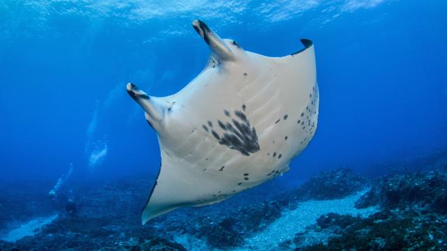 Birostis Manta Ray