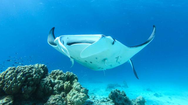 Manta Ray