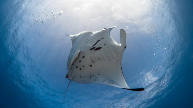 Manta Ray