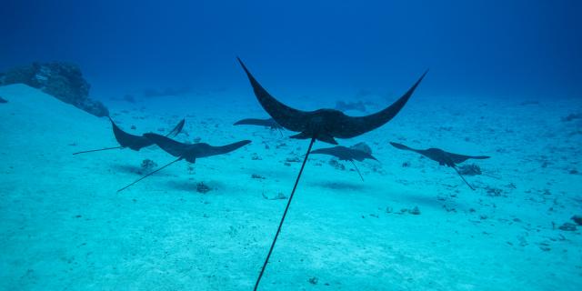 Suivez ce groupe de raies léopard - Tahiti Tourisme © Emmanuel Bouvet