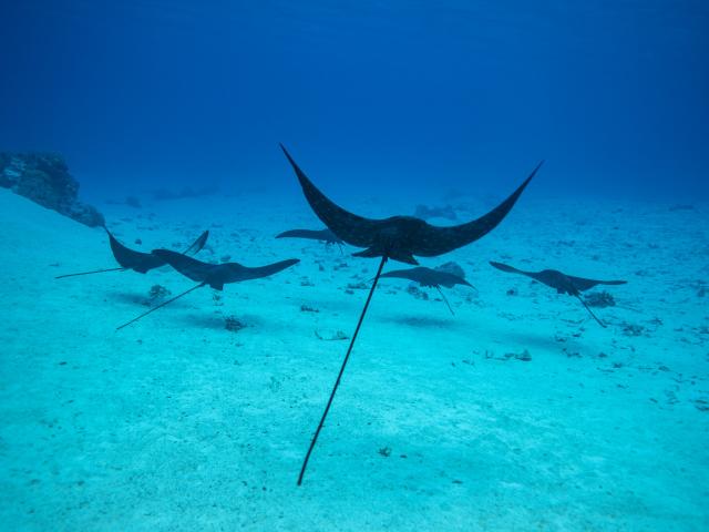 Suivez ce groupe de raies léopard - Tahiti Tourisme © Emmanuel Bouvet