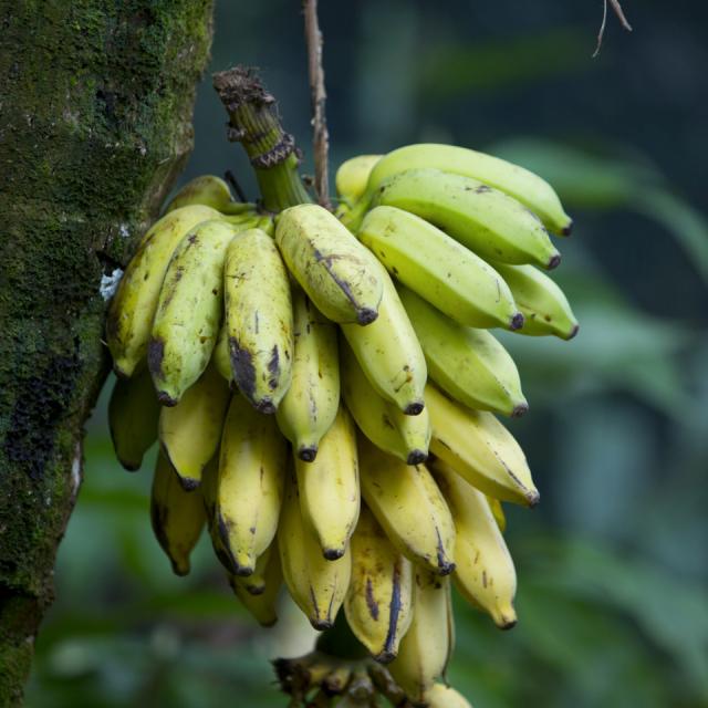 Régime De Banane - Tahiti Tourisme © Grégoire Le Bacon