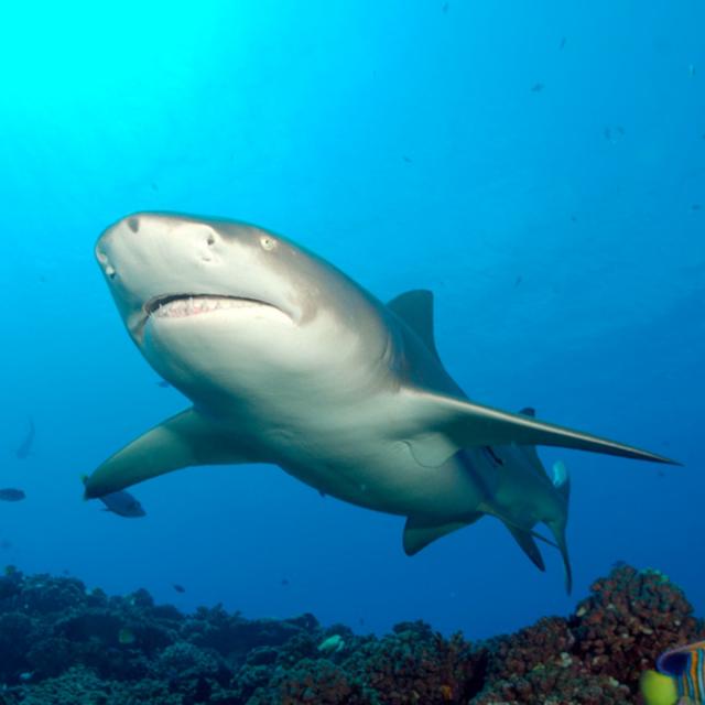 Lemon Shark