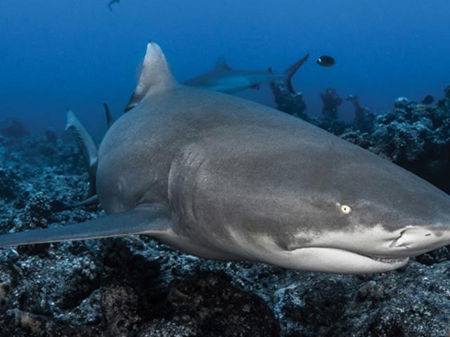 Lemon Shark