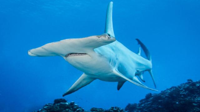 Hammerhead Shark Ma’o Tuamata Sphyrna Mokarran