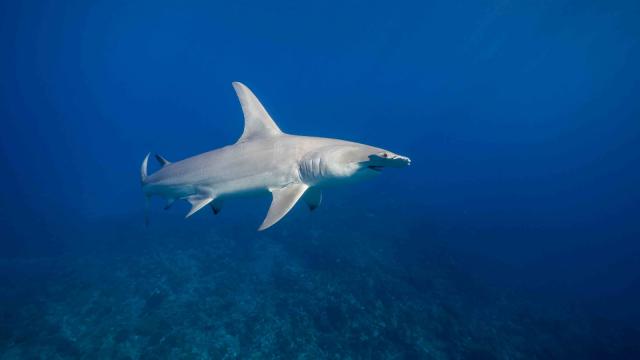 Hammerhead Shark Ma'o Tuamata