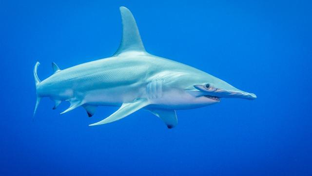 Hammerhead Shark Sphyrna Mokarran