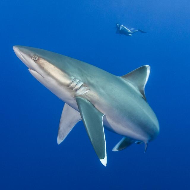 Requin Pointe Blanche ©bernard Beaussier