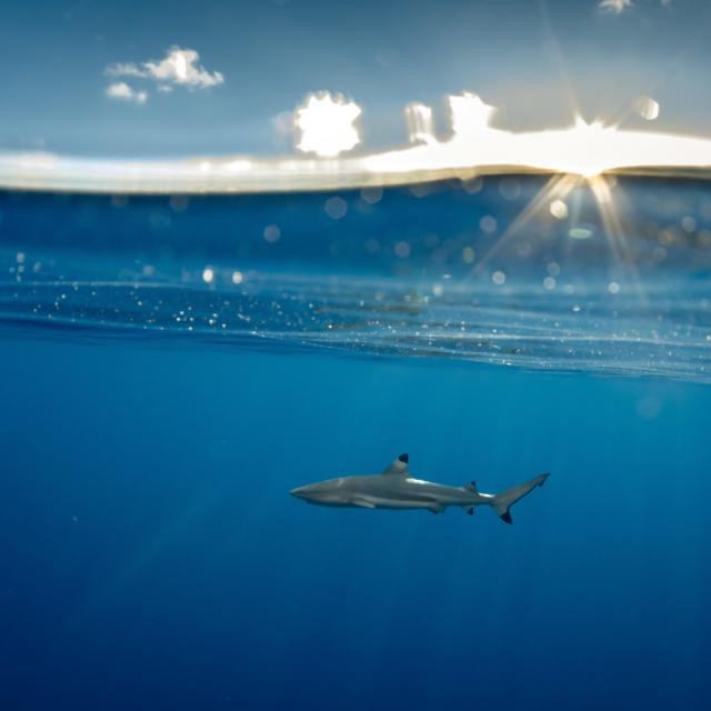 Requin Pointe Noir © Marie Charlotte Ropert