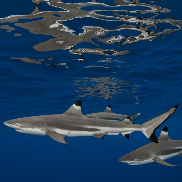 Requins à Pointes Noires De Profil - © Grégory Lecoeur