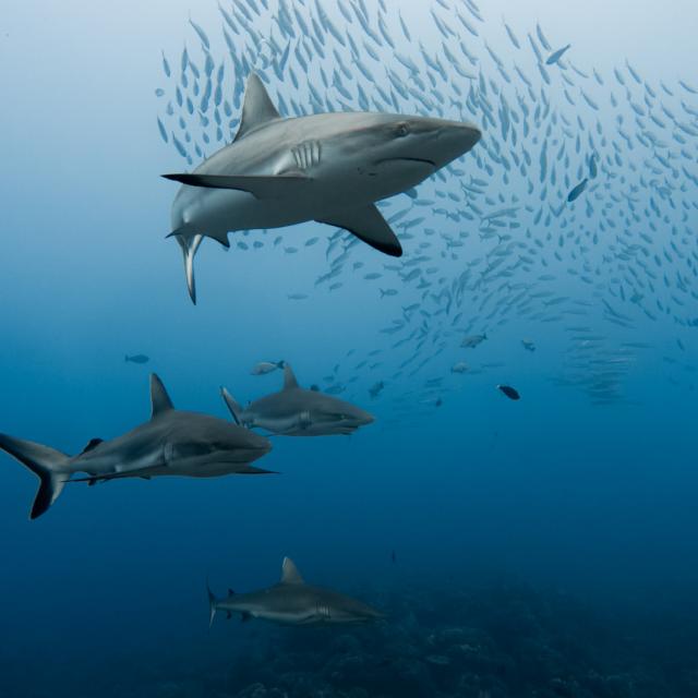 Requins Gris © Marie Charlotte Ropert