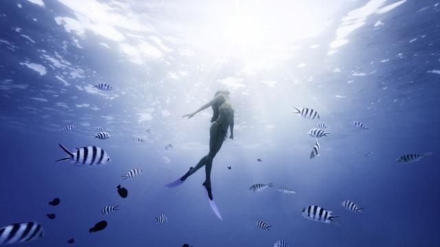 Sous L'eau Avec Les Poissons à Moorea Tahiti Tourisme © Myles Mcguinness