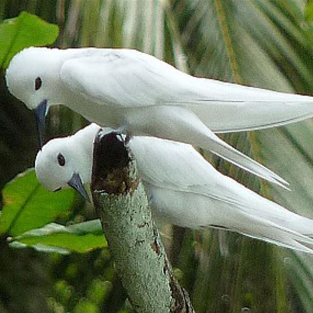 Sternes Blanches à Tetiaroa