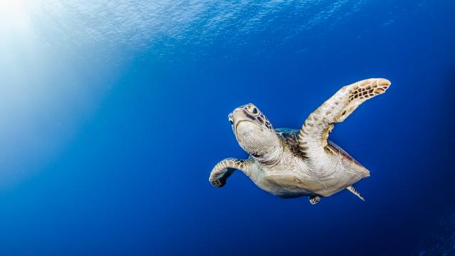 Young Sea Turtle