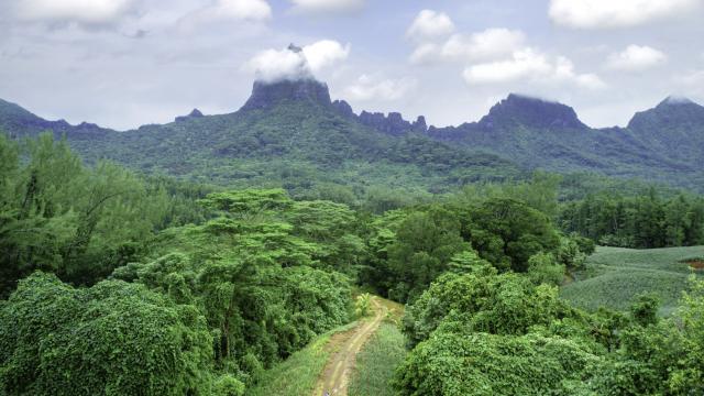 Vue Aérienne Sur La Vallée Verdoyante D'opunohu à Moorea © Myles Mcguinness