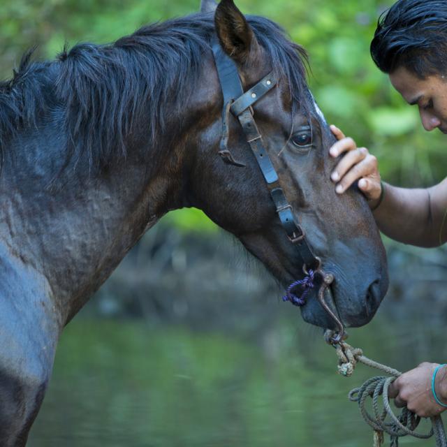 Cheval à Hiva Oa - Tahiti Tourisme