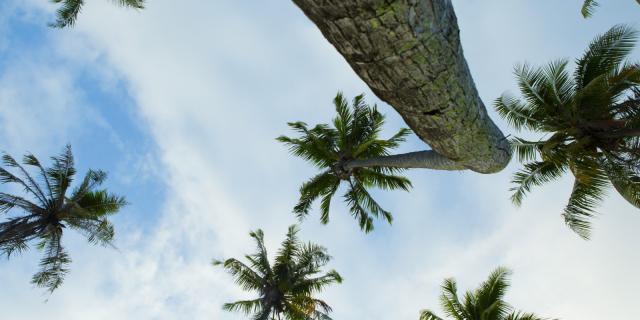 Coconut Tree From Moorea - Tahiti Tourisme © Grégoire Le Bacon