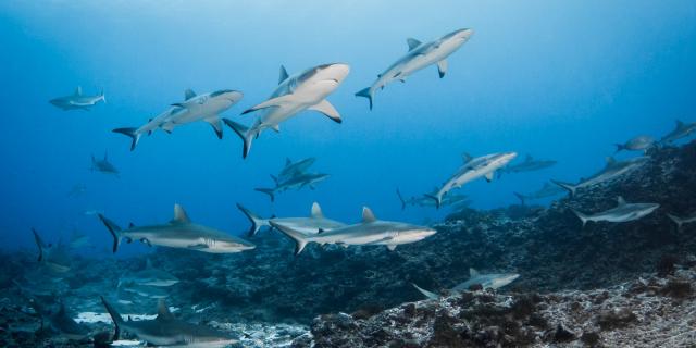 Requins Gris Raira Mao ©bernard Beaussier