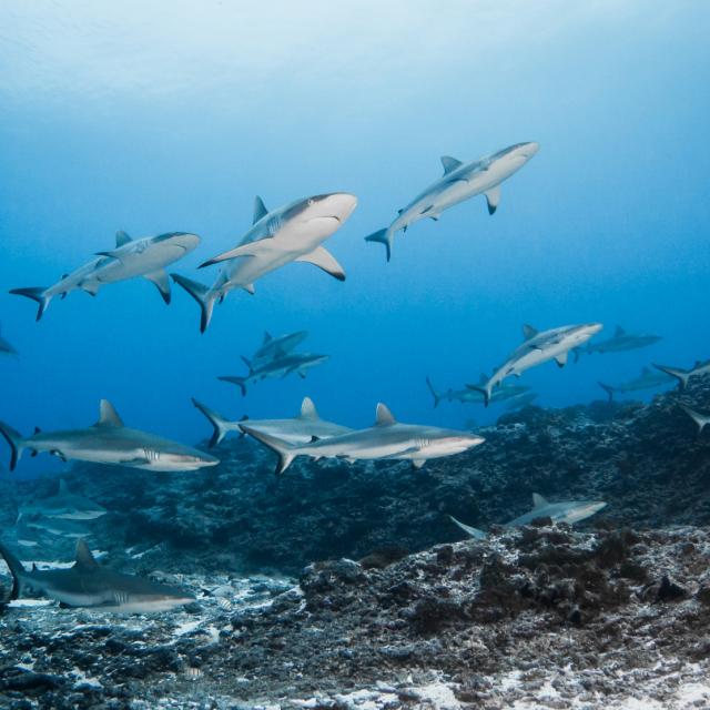 Requins Gris Raira Mao ©bernard Beaussier