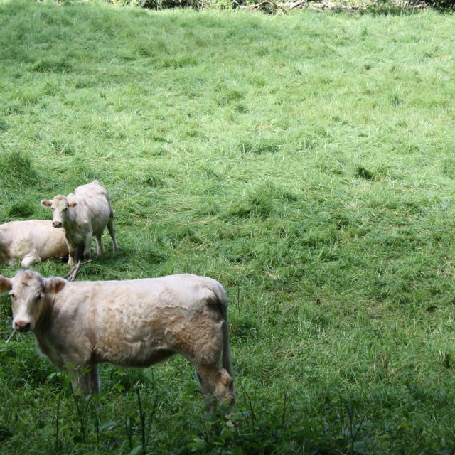 Vaches sur le chemin jusqu'au Belvédère de Taravao ©asf Alesimedia