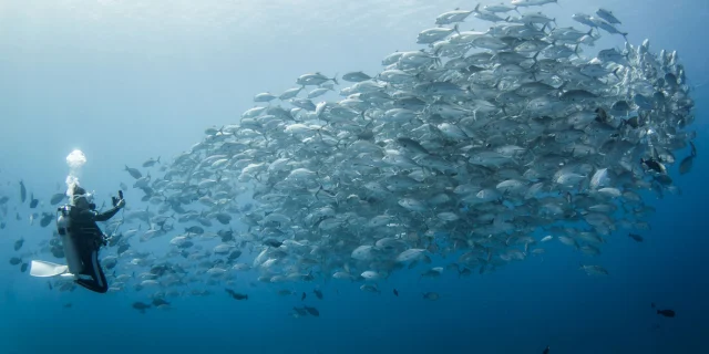 Banc de poissons