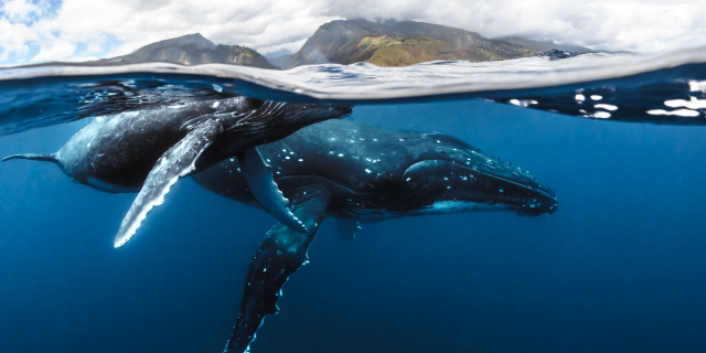 Baleines à Tahiti Et Ses Îles