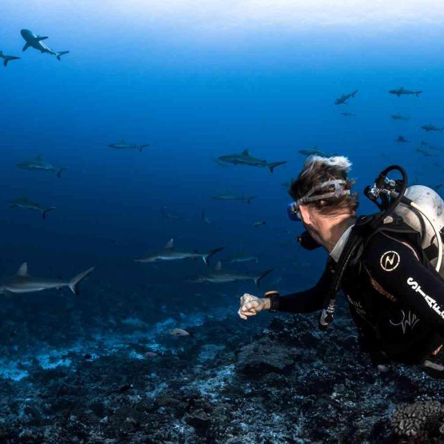 Mur De Requin Tuamotu Fakarava