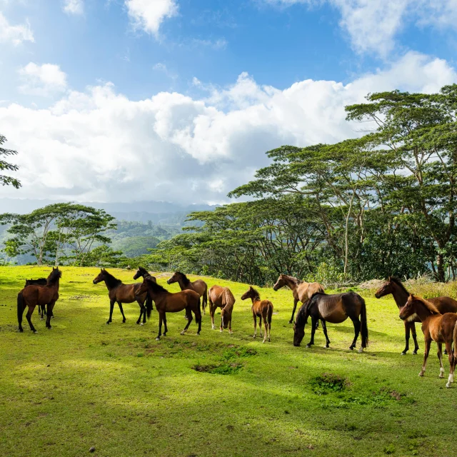 P2_NUKU_HIVA_00026_NUKUHIVA_-Gregoire-Le-Bacon-4096x2732-1.jpg