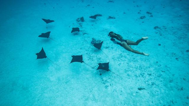 Nager Avec Des Raies Leopard A Tahiti Et Ses Iles Emmanuel Bouvet (1) ( Bur)