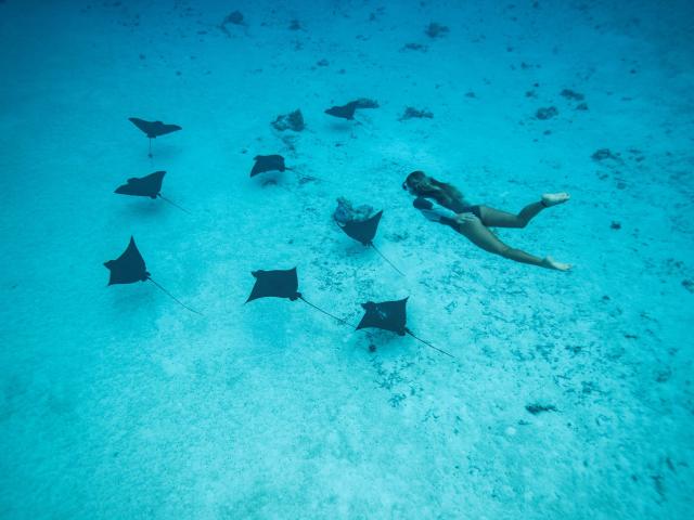 Nager Avec Des Raies Leopard A Tahiti Et Ses Iles Emmanuel Bouvet (1) ( Bur)