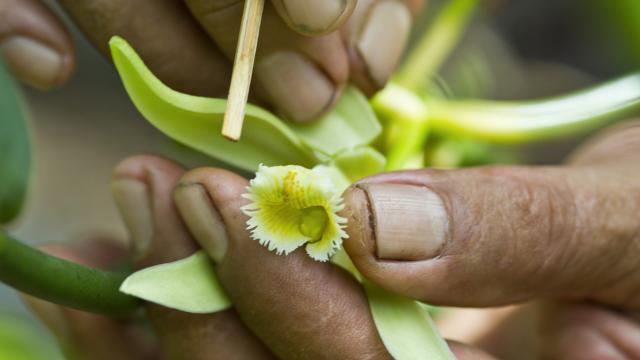 P2 10 Raiatea 01568 3840x5760 1