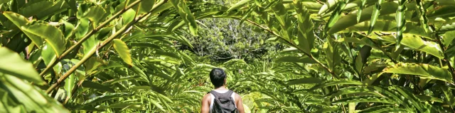 Jardin botanique de Fa'aroa à Raiatea