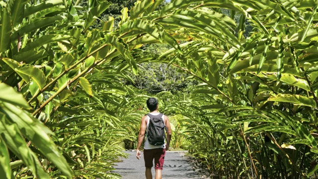 Jardin botanique de Fa'aroa à Raiatea