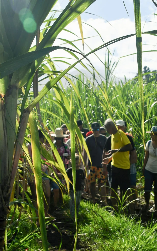 Sugar cane field